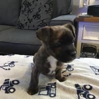 Photo of Mudi (Bear)