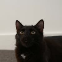 Photo of Tippa & Sooty   7 Month Old Domestic Medium Hair