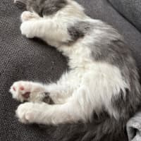 Photo of Geoffrey