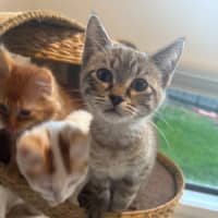 Photo of Brown Bear Meet Me@Petstock Carrum Downs Store