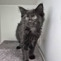 Photo of Black Beauty