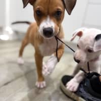 Photo of Coco