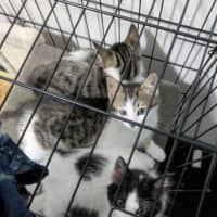 Photo of Lightning Snail