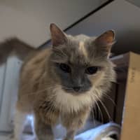 Photo of Sunshine