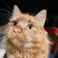 Photo of Henry
