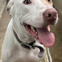 Photo of Ms Marshmellow Squishy Bum ( Marsha For Short)