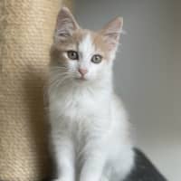 Photo of Little Alex Horne