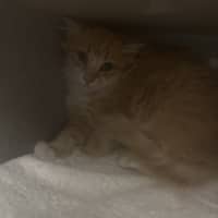Photo of Mango