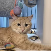 Photo of Kaiya *9 Lives Project Rescue*
