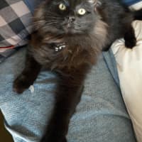 Photo of Rollie