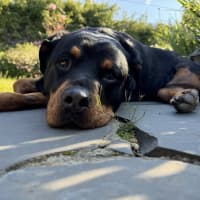 Photo of Nala 