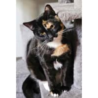 Photo of 12138   Black Mask