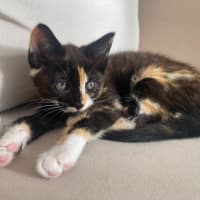Photo of Poppy