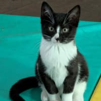 Photo of Sparkles