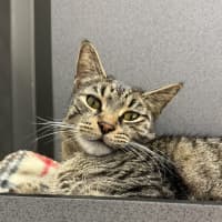 Photo of Eeyore