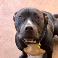 Photo of Oodie (Muggsy)