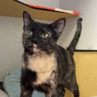 Photo of Aurora