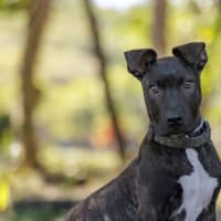 Photo of Zeus