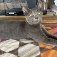 Photo of Ziggy
