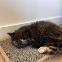 Photo of Toffee