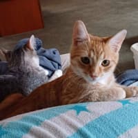 Photo of Gin Gin   Cat Friendly, Adorable And Playful