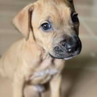 Photo of Sadie