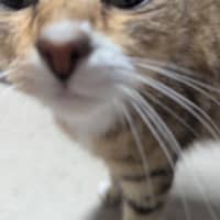 Photo of Honey Clowder