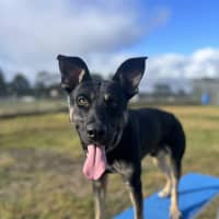 Photo of Zazu