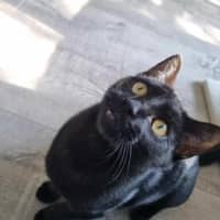 Photo of Shakespeare 🐈‍⬛