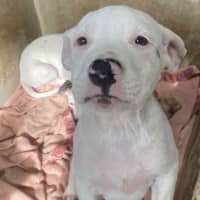 Photo of Angelo