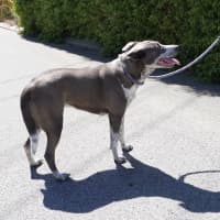 Photo of Pippa