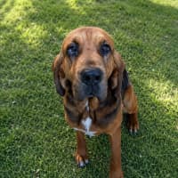 Photo of Chico