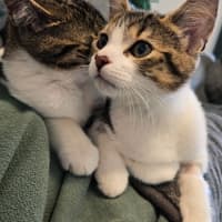 Photo of Acorn   In Foster Care In Northcote