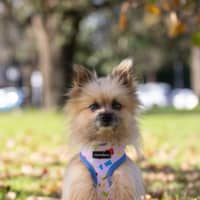 Photo of Jinx Everhart