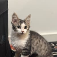 Photo of Smeagle Mc Cotton Ball