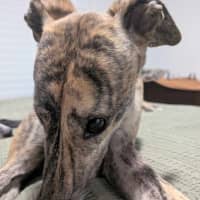 Photo of Roz, The Cat Friendly Greyhound