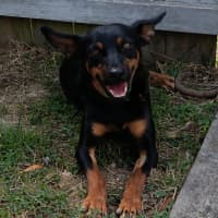 Photo of Tippy