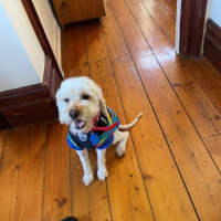 Photo of Tinkerbell Kumara