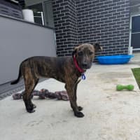 Photo of Remi   5 Month Old Bull Arab X