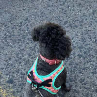 Photo of Star