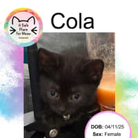 Photo of Cola