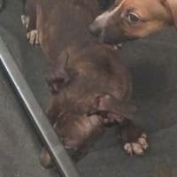 Photo of Tide (Milo)