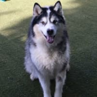 Photo of Angus