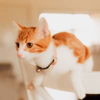 Photo of Phineas & Ferb