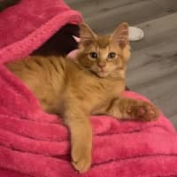 Photo of Kintaro (Assisted Rehome)