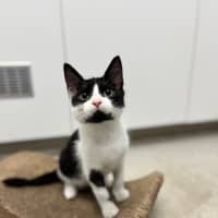 Photo of Pickle