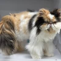 Photo of Boots