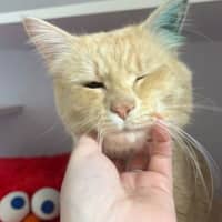 Photo of Cheddar