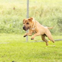 Photo of Tank