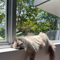 Photo of Milo